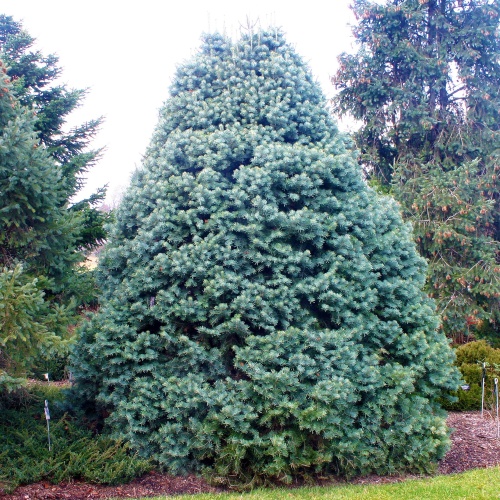 Пихта одноцветная (Abies concolor)