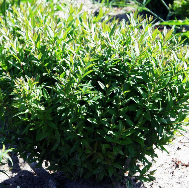 Бирючина обыкновенная "Лоденс" (Ligústrum vulgáre "Lodense")