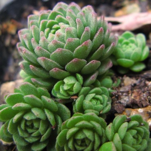 Розеточница (Rosularia)