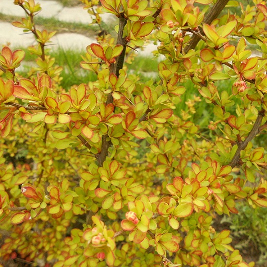 Барбарис Тунберга "Диаболикум" (Berberis thunbergii "Diabolicum")