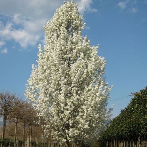 Груша каллериана "Шантеклер" (Pyrus calleryana "Chanticleer")