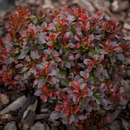 Барбарис Тунберга "Багатель" (Berberis thunbergii "Bagatelle")