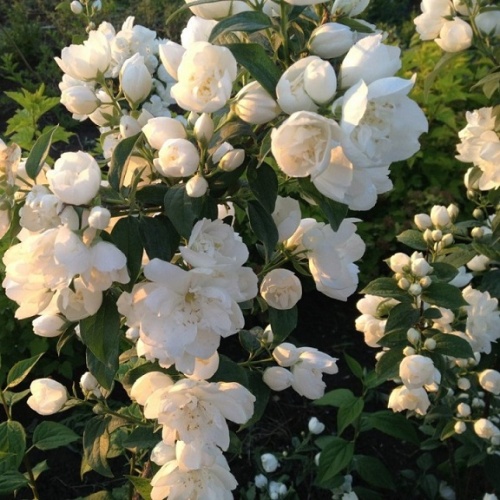 Чубушник виргинский "Махровый" (Philadelphus terricus)