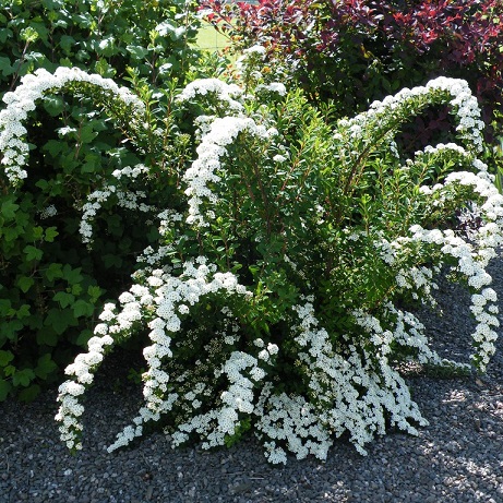 Спирея ниппонская (Spiraea nipponica)