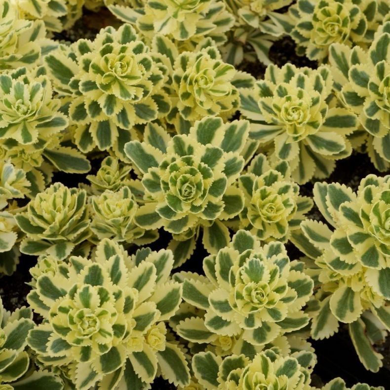 Седум вариегатный (Sedum variegata)