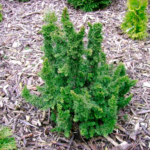 Туя западная "Малониана" (Thuja occidentalis "Malonyana")