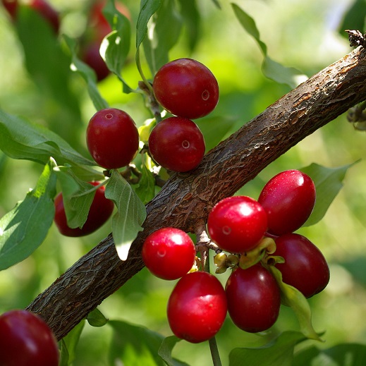 Кизил гибридный (плодовый) (Cotoneaster hybrid)