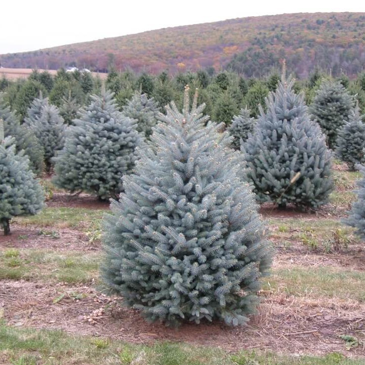 Ель колючая "Блю Даймонд" (Picea pungens "Blue Diamond")