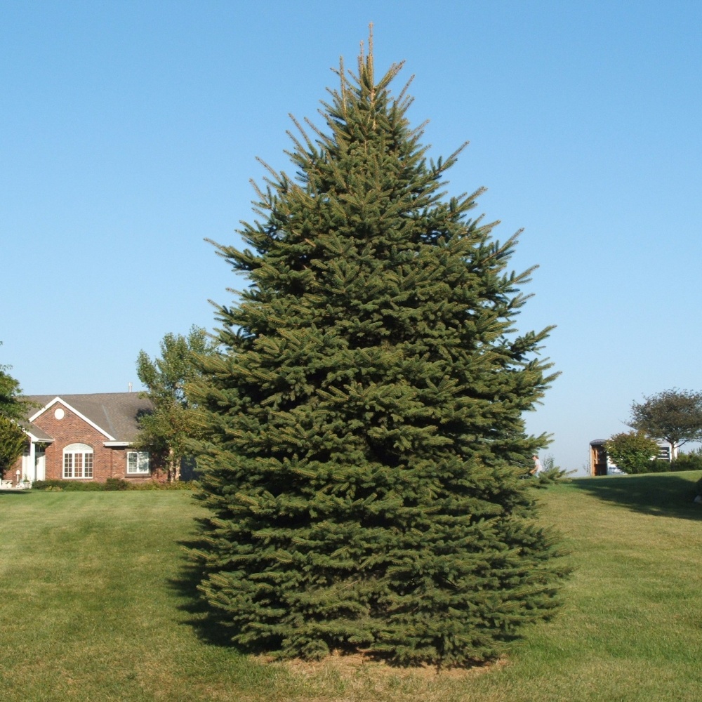 Ель обыкновенная (Picea abies)