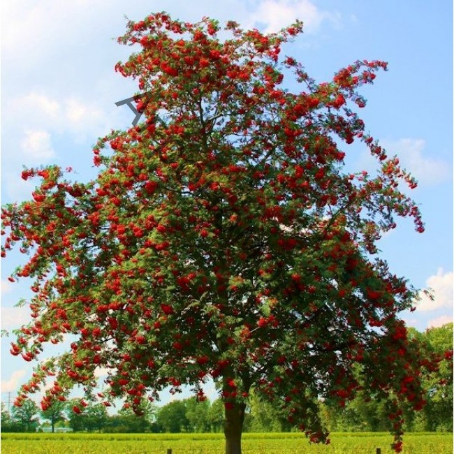 Рябина обыкновенная (Sorbus aucuparia)