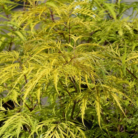 Бузина черная "Ауреа" (Sambucus nigra "Aurea")