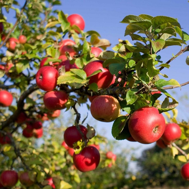 Яблоня (Malus)