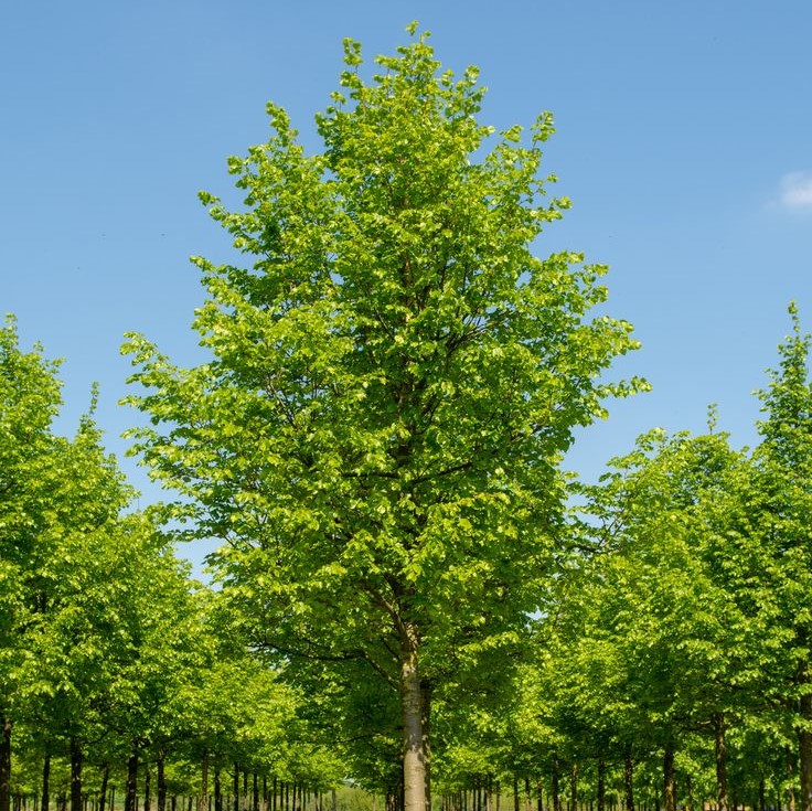 Липа мелколистная (Tilia cordata)