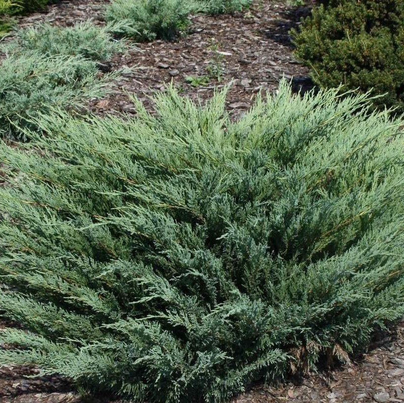 Можжевельник казацкий (Juniperus sabina)