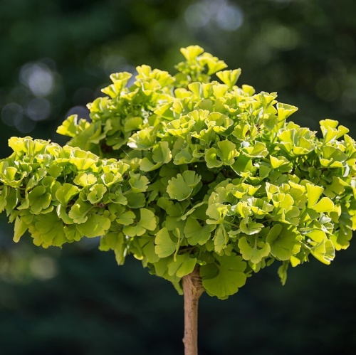 Гинкго двулопастный "Марикен" (Ginkgo bilōba "Mariken")