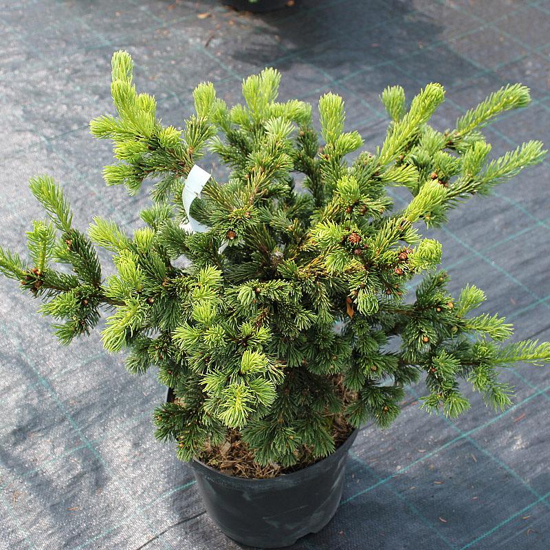 Ель колючая "Лаки Страйк" (Picea pungens "Lucky Strike")