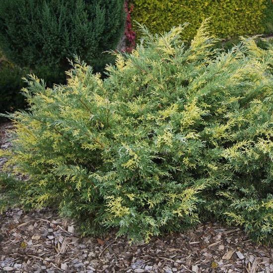 Можжевельник виргинский "Хетц Вариегата" (Juniperus virginiana "Hetz Variegata")