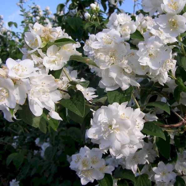 Чубушник Лемуана (Philadelphus lemoinei)