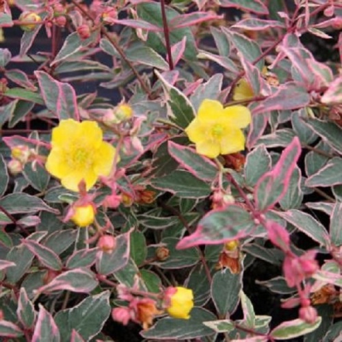 Зверобой Мозера "Триколор" (Hypericum moserianum "Tricolor")