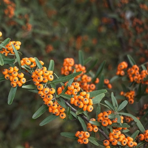 Пираканта узколистная (Pyracantha augustifolia)