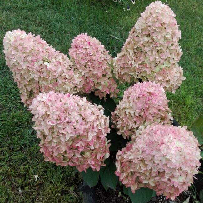 Гортензия метельчатая "Мэджикал Кэндл" (Hydrangea paniculata "Magical Candle")