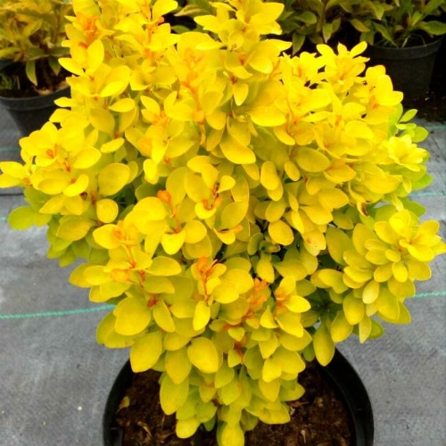 Барбарис Тунберга "Саммер Сансет" (Berberis thunbergii "Summer Sunset")