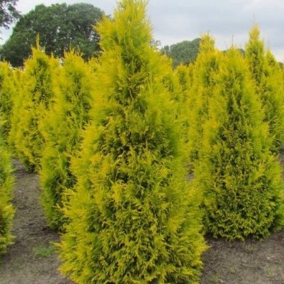 Туя западная "Голден Брабант" (Thuja occidentalis "Golden Brabant")