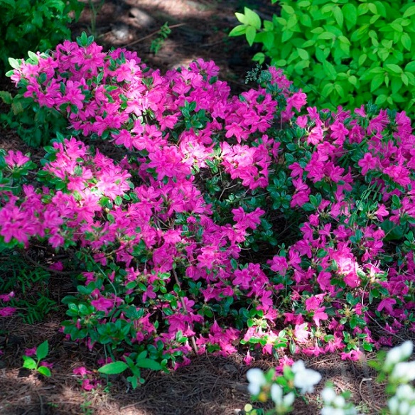 Рододендрон японский "Гейша Лилла" ( Rododendron japonica "Geisha Lila")