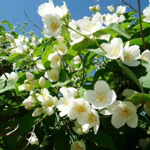 Чубушник (Philadelphus)