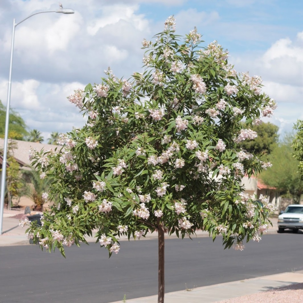 Читальпа (Хилокатальпа ташкентская) (Chitalpa tashkentis)