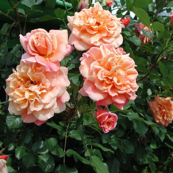 Роза плетистая "Алоха" (Rosa "Aloha")