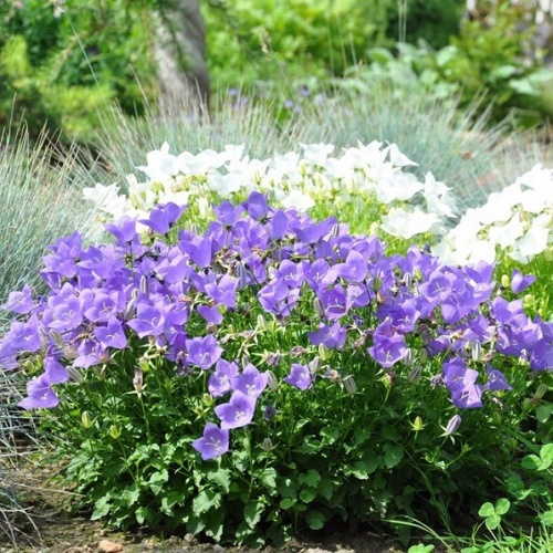 Колокольчик карпатский (Campanula carpatica)