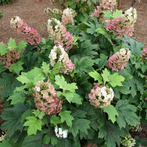 Гортензия дуболистная "Бургунди" (Hydrangea quercifolia "Burgundy")