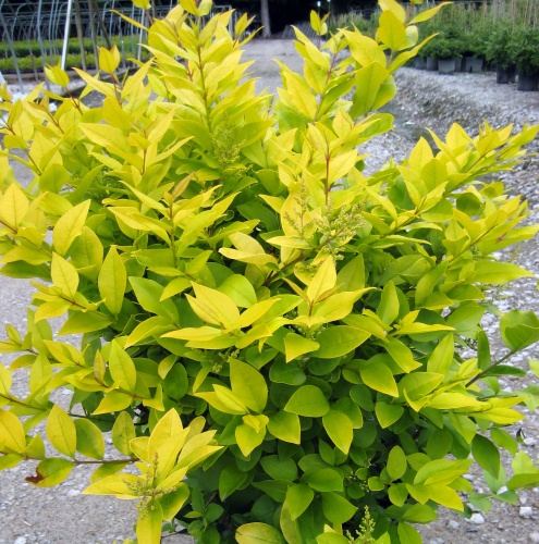 Бирючина овальнолистная "Викарий" (Ligustrum оvalifolis "Vicaryi")