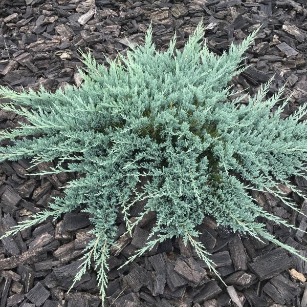 Можжевельник горизонтальный "Блю Чип" (Juniperus horizontalis "Blue Chip")