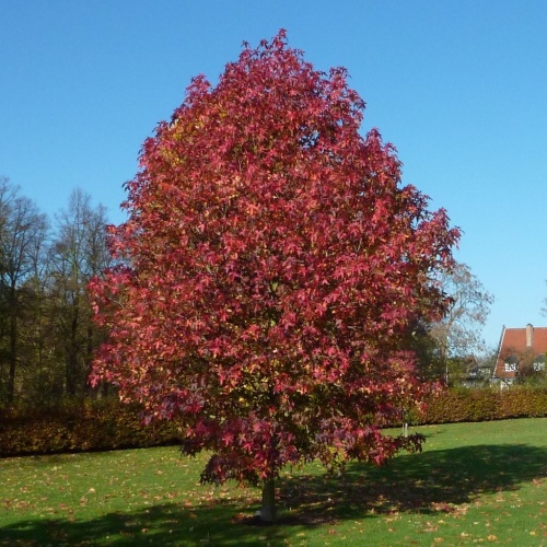 Ликвидамбар стираксовый (Liquidambar styraciflua)