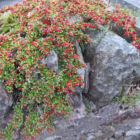 Кизильник горизонтальный (Cotoneaster horizontalis)