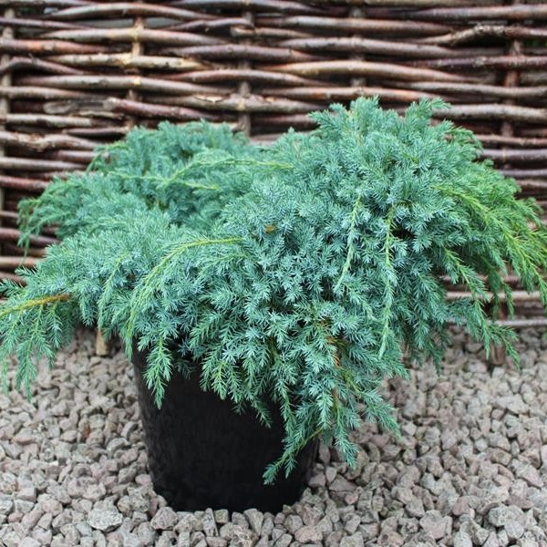 Можжевельник чешуйчатый "Блю Карпет" (Juniperus squamata "Blue Carpet")