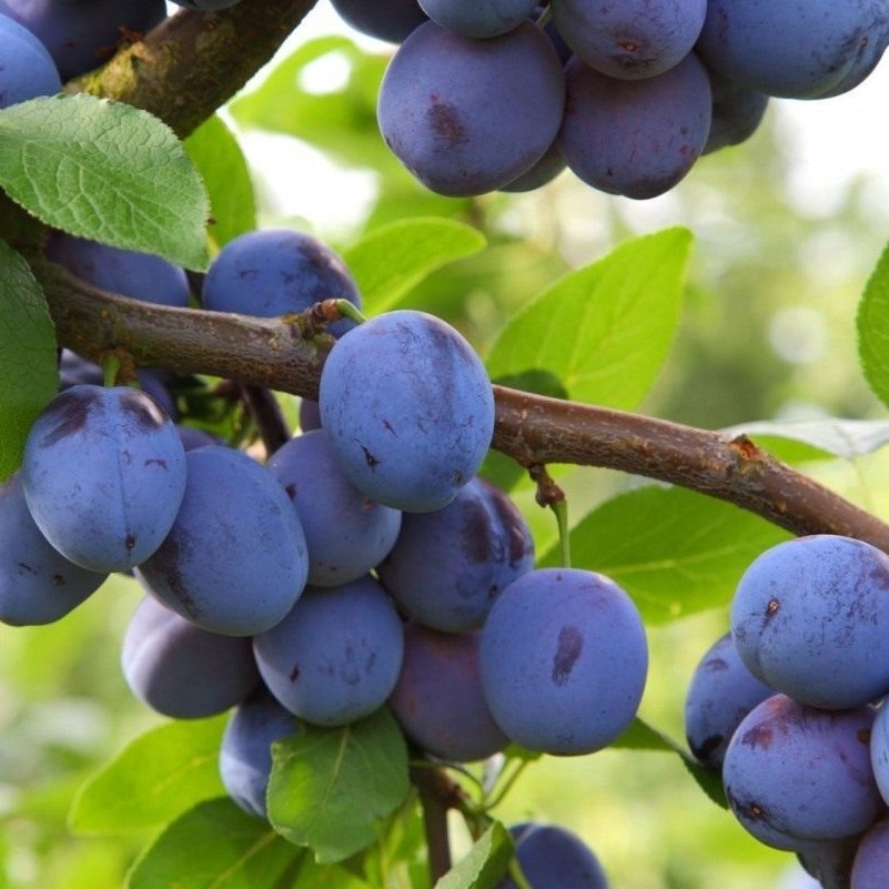 Слива домашняя (Prunus domestica)