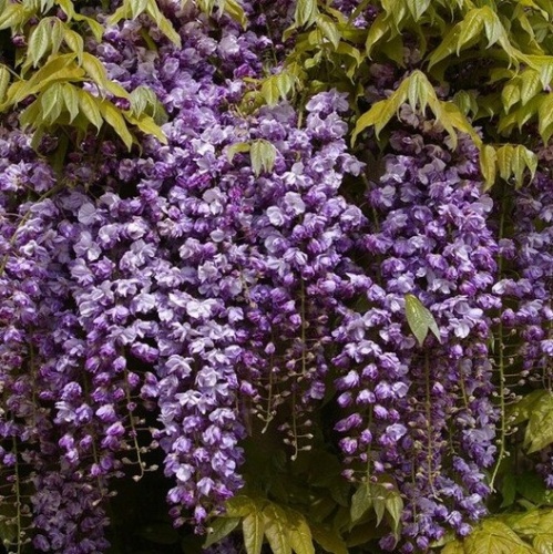 Глициния обильноцветущая "Черный Дракон" (Wisteria floribunda "Black Dragon")
