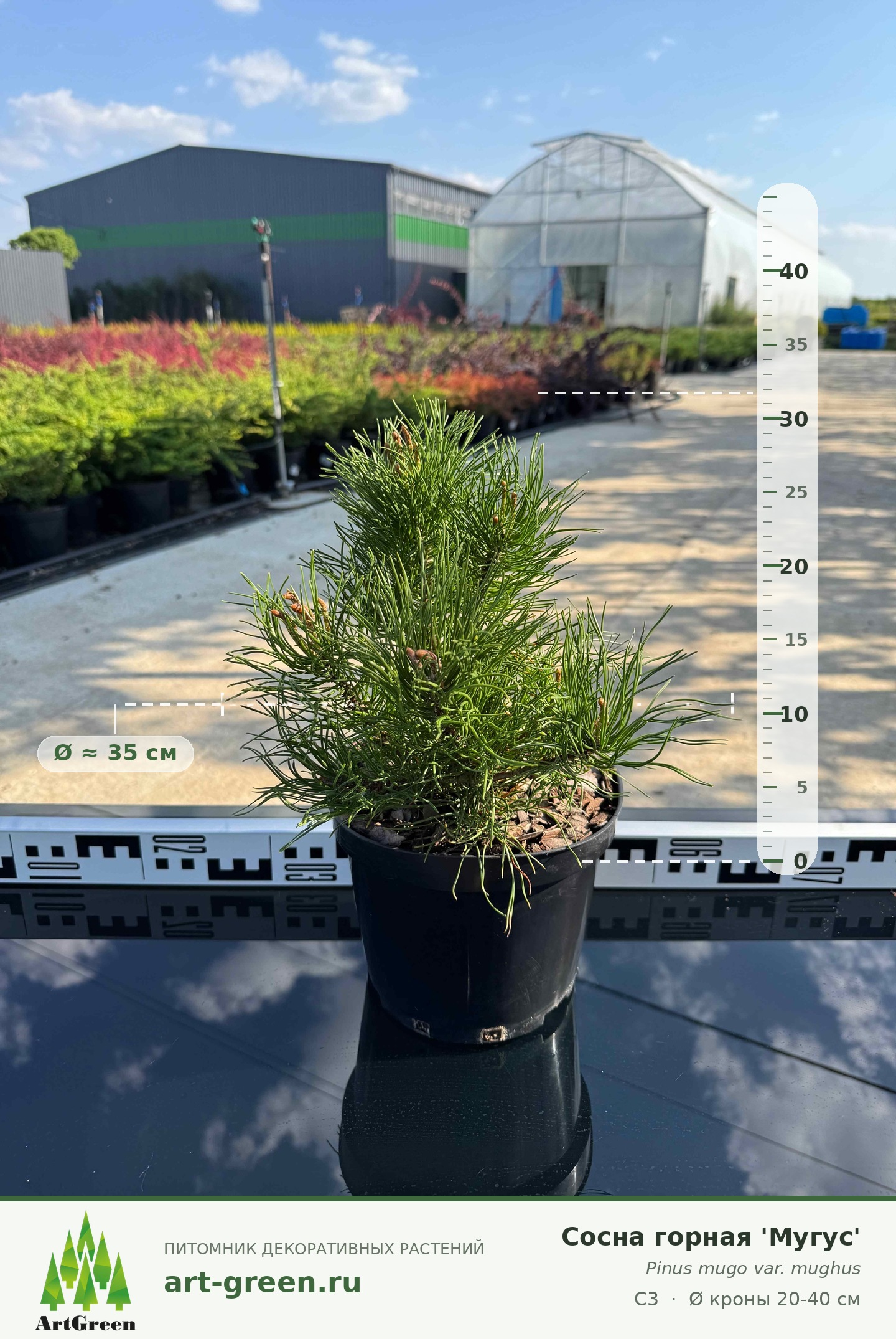 Сосна горная "Мугус" (Pinus mugo "Mughus")