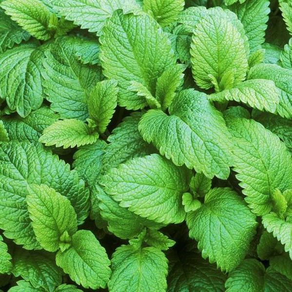Мята лимонная (Mentha citrata)