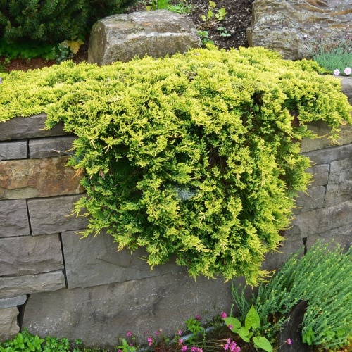 Можжевельник горизонтальный "Голден Карпет" (Juniperus horizontalis "Golden Carpet")