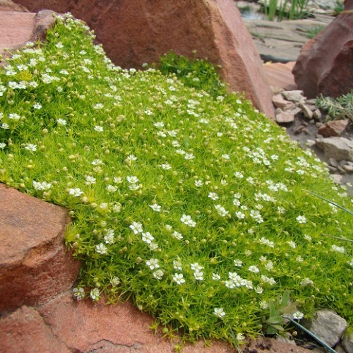 Мшанка шиловидная (Sagina subulata)