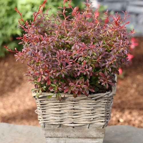 Барбарис Тунберга "Оранж Дрим" (Berberis thunbergii "Orange Dream")