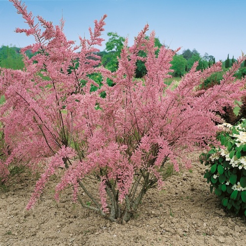 Тамарикс четырехтычинковый (Tamarix tetrandra)