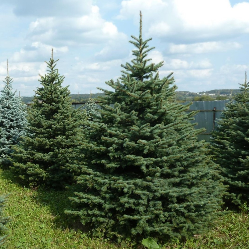 Ель колючая (Picea pungens)