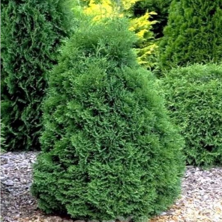 Туя западная "Холмструп" (Thuja occidentalis "Holmstrup")