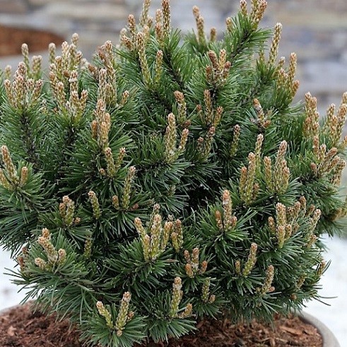 Сосна горная "Клостеркоттер" (Pinus mugo "Klosterkotter")