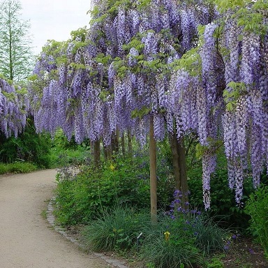 Глициния короткокистистая "Широ Каптайн Фуджи" (Wisteria brachybotrys "Shiro Kapitan Fuji")